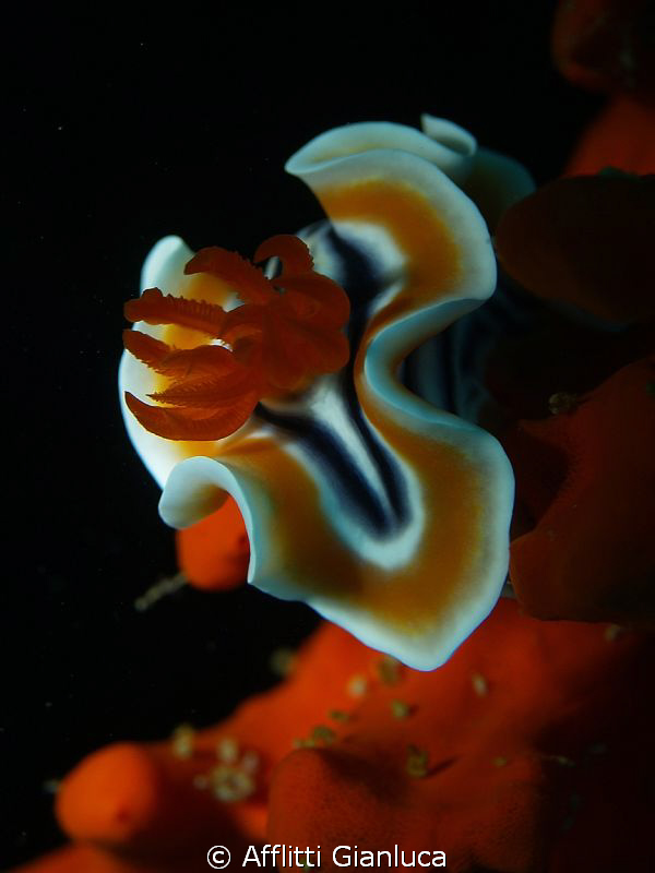 nudibranchia by Afflitti Gianluca 