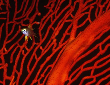 Hide & Seek (--Fiji--Nikon F4, 105mm Macro, Aquatica hous... by Andrew Dawson 