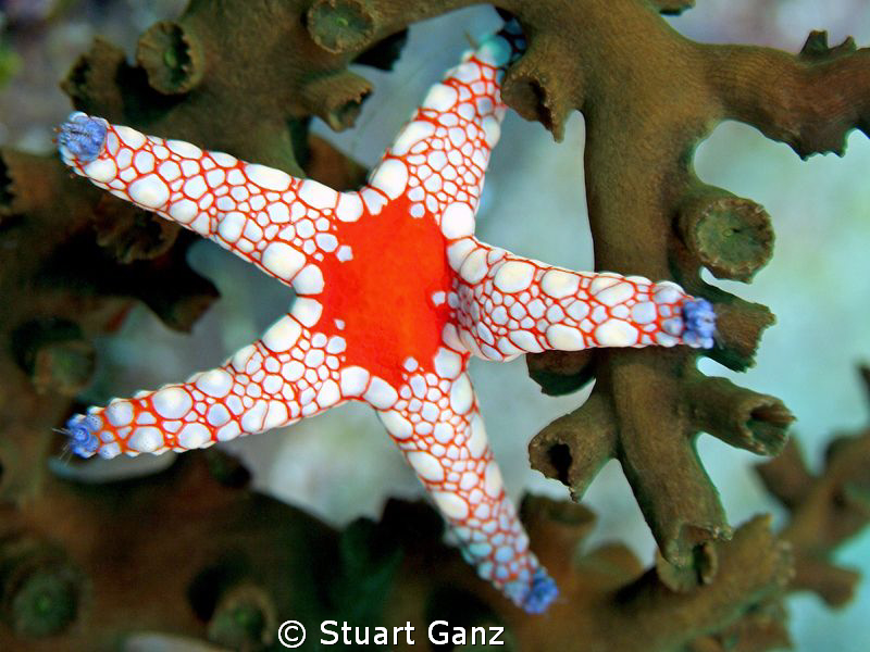 Star by Stuart Ganz 