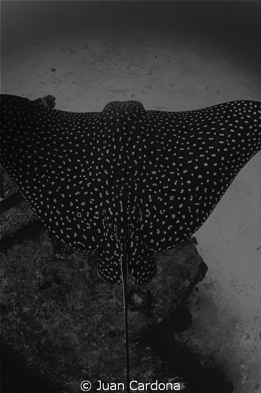 Dark Eagle Ray by Juan Cardona 