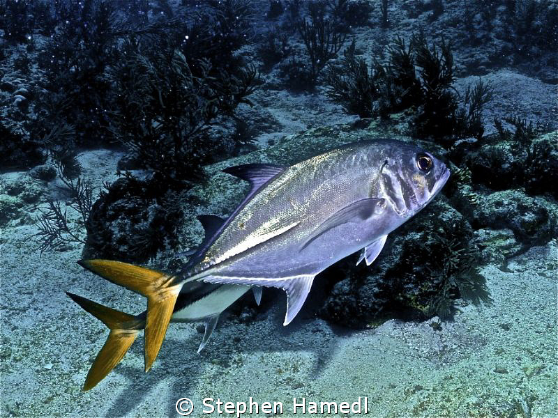 Pair of Jacks by Stephen Hamedl 