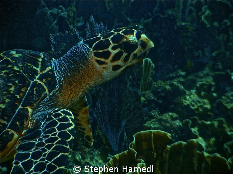 Turtle by Stephen Hamedl 