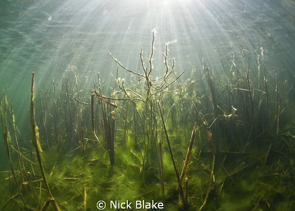 Sunbeams through the reeds, Wraysbury Lake. by Nick Blake 