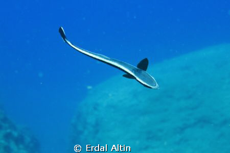 remora by Erdal Altın 
