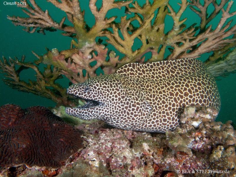 Moray eel (Gymnothorax favagineus). by Bea & Stef Primatesta 
