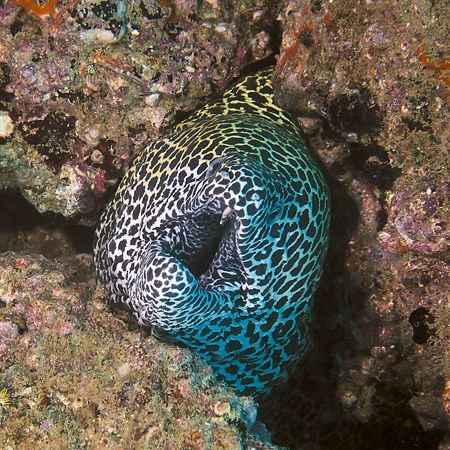 Spotted Moray - taken in Muscat, Oman. by Christa Loustalot 