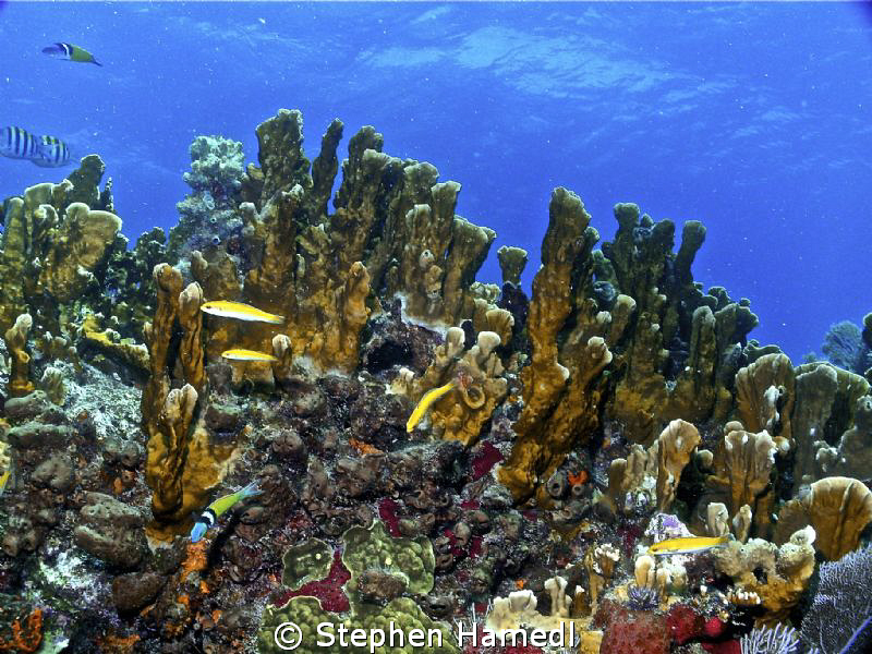 Ridge Coral by Stephen Hamedl 