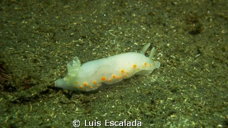 Nudibranchia by Luis Escalada 
