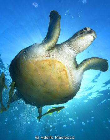 Green turtle @ naama bay by Adolfo Maciocco 