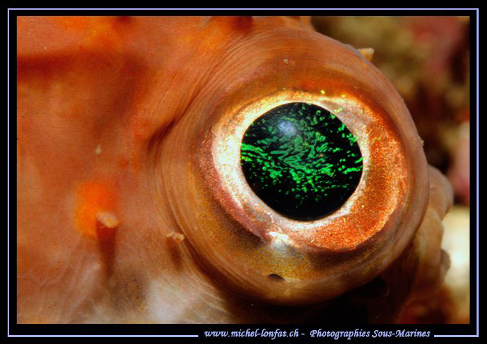 The Eye... :O)... by Michel Lonfat 