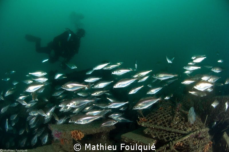 shoal on artificial reef by Mathieu Foulquié 