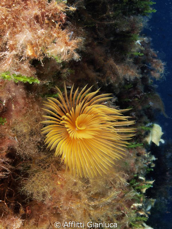 Spirographis by Afflitti Gianluca 