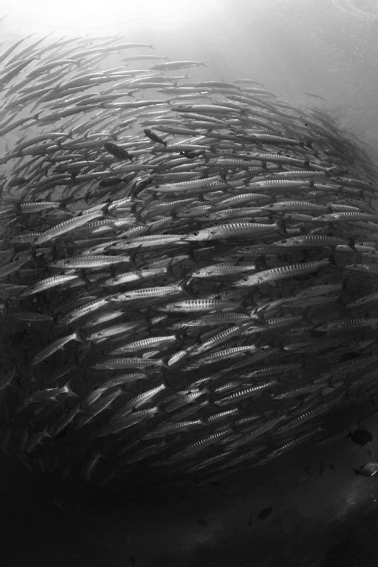 Barracuda Tornado by Pietro Formis 