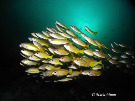 Taken in Mioskon, near Kri Island, Raja Ampat, these scho... by Maria Munn 