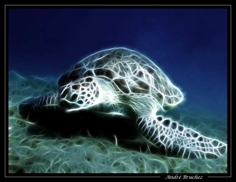 tortue by André Bruchez 