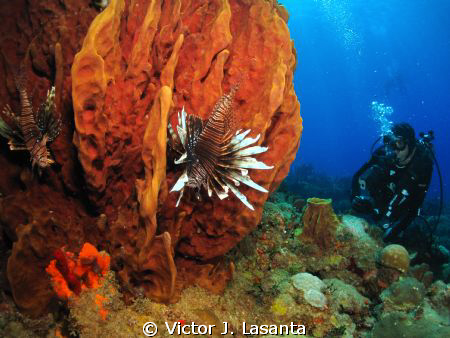 Giant Barrel Sponge & Lionfish at Bajo Steps in Rincon P.... by Victor J. Lasanta 