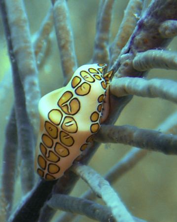 Flamingo tongue. Belize. about 40 feet deep. sea and sea ... by Jennifer Hoffman 