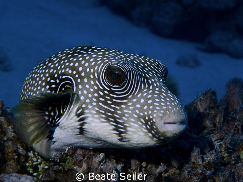 Pufferfish resting by Beate Seiler 