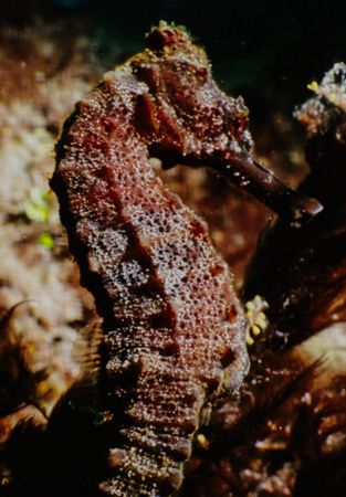 The Black Stallion- This seahorse was off the dock at Scu... by Michael Shope 