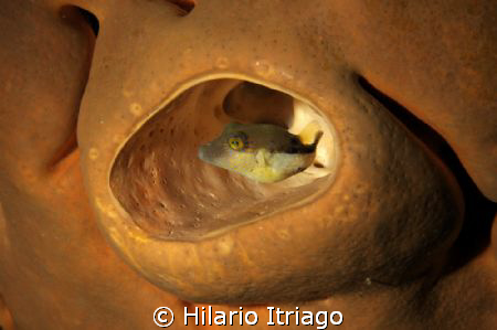 Puffer in sponge. Taken wth a self made snoot. by Hilario Itriago 