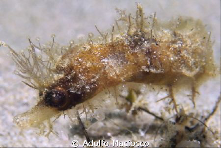 Hairy pygmey pipehorse (Acentoneura tentaculata.)
Naama Bay by Adolfo Maciocco 