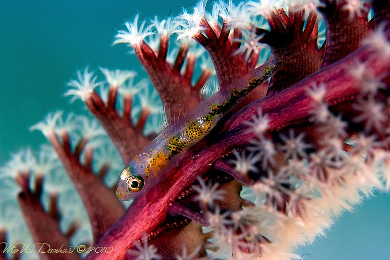 I'm hiding in a flower by Mona Dienhart 