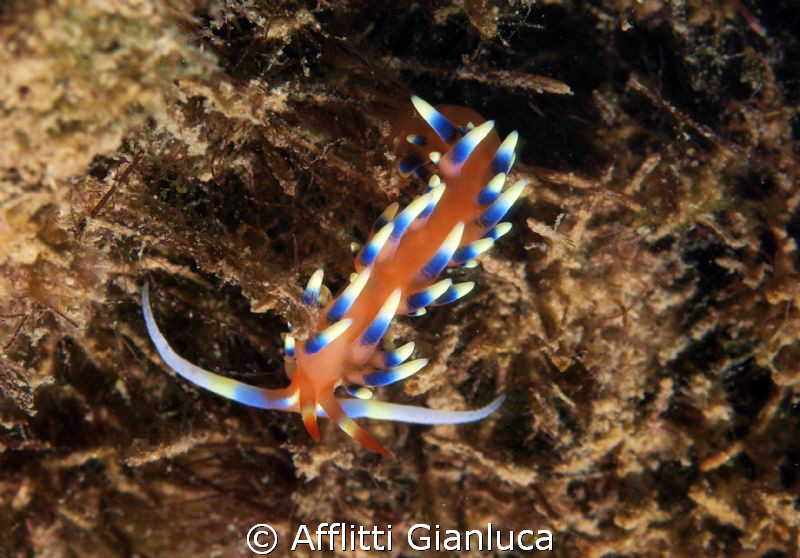 nudibranchia by Afflitti Gianluca 
