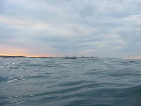 Taken on a blue water dive of the coast of Portland, Vict... by Daryl Gabriel 