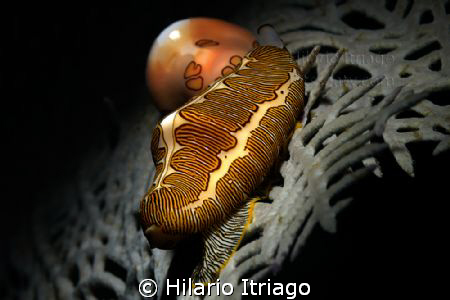 Fingerprint Cyphoma and Flamingo Tongue
 by Hilario Itriago 