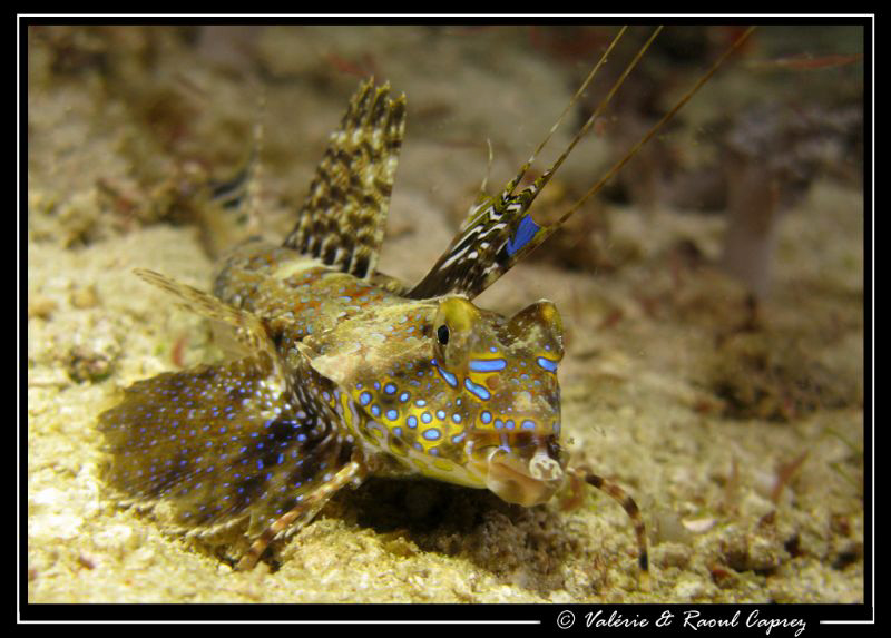 Apache's painting :-) (Dactylopus sp) by Raoul Caprez 