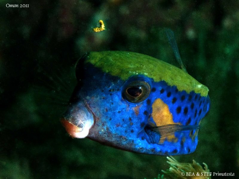Arabian boxfish male (Ostracion cyanurus). by Bea & Stef Primatesta 