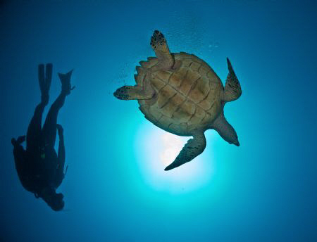 Turtle and diver. by Juan Torres 