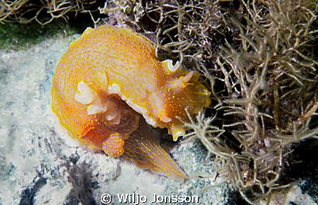 Nudibranch at Crete
Hypselodoris picta
 by Wiljo Jonsson 