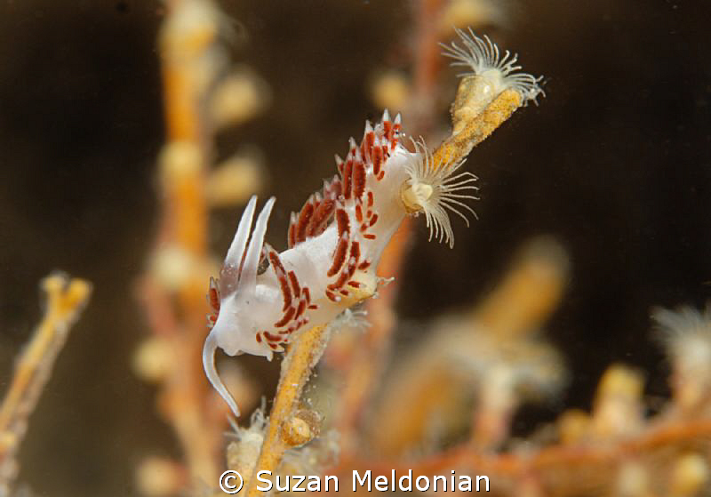 I still can't believe its in focus! by Suzan Meldonian 