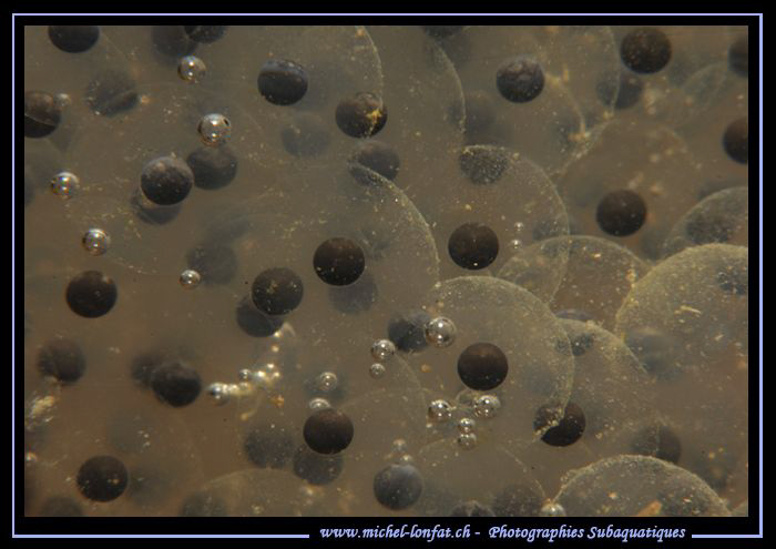 Frog Eggs... Que du bonheur... :O)... by Michel Lonfat 