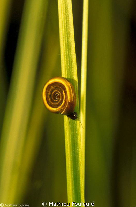 Planorbis in a pond by Mathieu Foulquié 