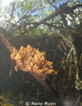 Blue Water Mangroves, Dampier Strait, taken with a Canon ... by Maria Munn 