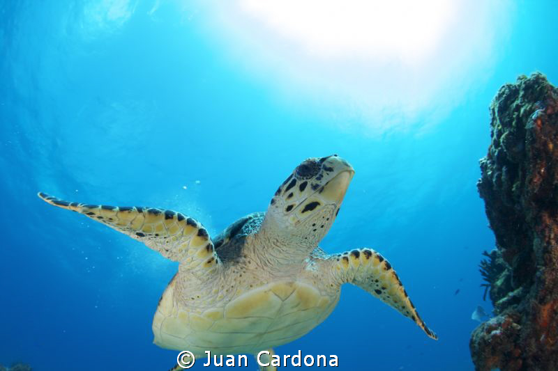 sea turtle by Juan Cardona 