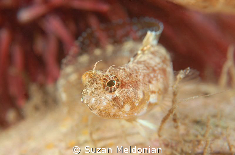 "The Teaser"
female sailfin blenny that was teasing all ... by Suzan Meldonian 