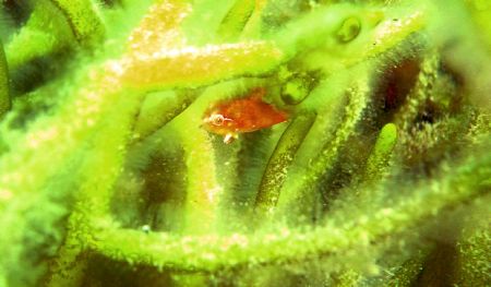 juvenile lump fish, fox point nova scotia jan
2005 by Christopher Hamilton 
