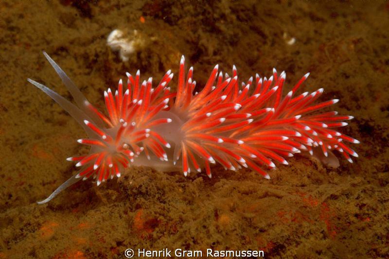 Flambelina by Henrik Gram Rasmussen 