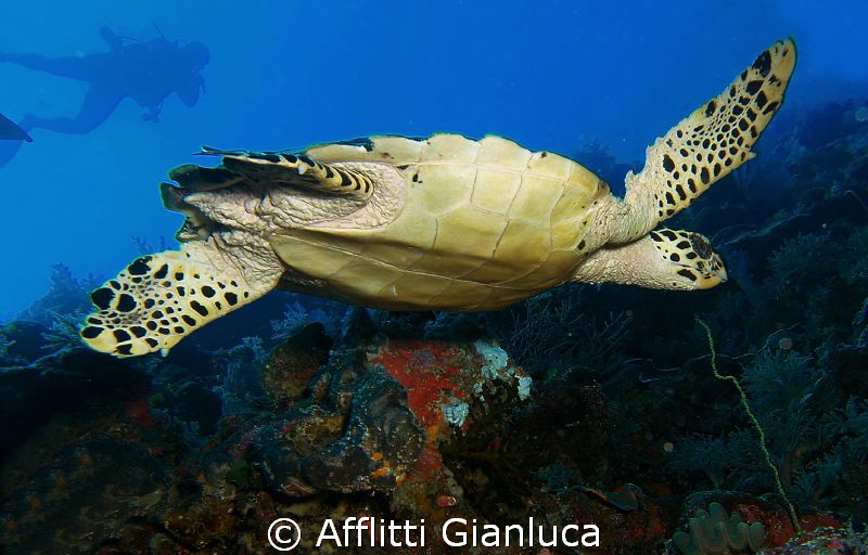 tortuga by Afflitti Gianluca 