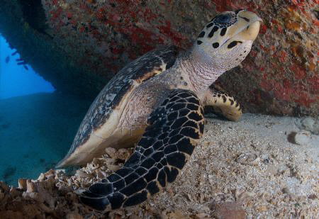 Turtle living under a the wreck of the Miss Opportunity. by Juan Torres 