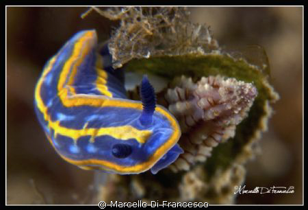 Hypselodoris tricolor by Marcello Di Francesco 