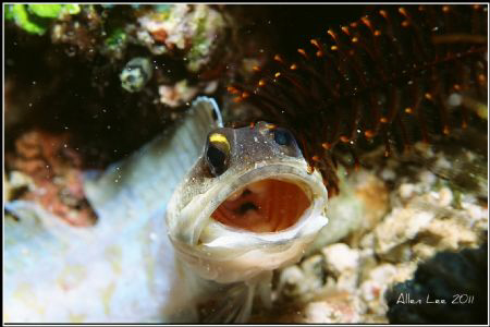 WOW!Jawfish.
Nikon F100,60mm,f27,1/250,YS-120,RDP. by Allen Lee 