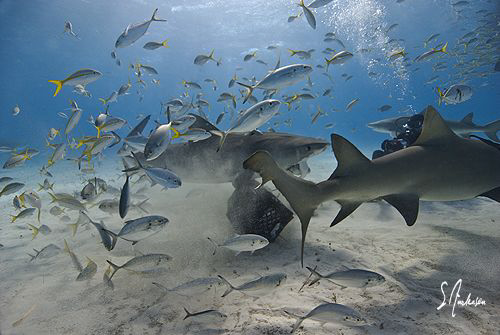 A beautiful day at Tiger Beach as the action intensifies ... by Steven Anderson 