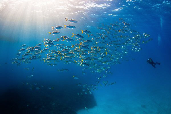 Diver photographing a school of Horse Eye Jacks, just off... by Paul Colley 