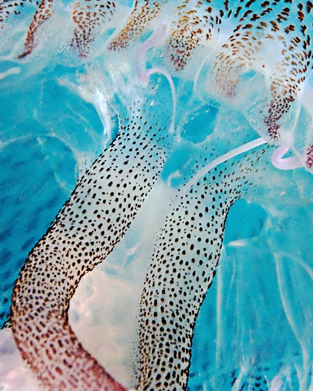 "Jelly Close Up"
from Menorca, Spain by Henry Jager 