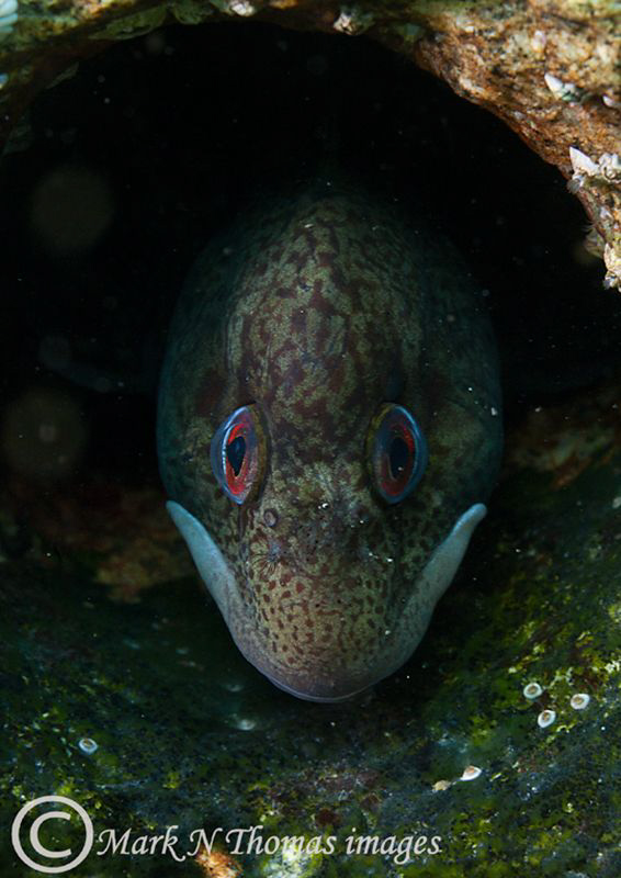 Shanny.
Trefor Pier, March 2011. 9'C.
60mm. by Mark Thomas 
