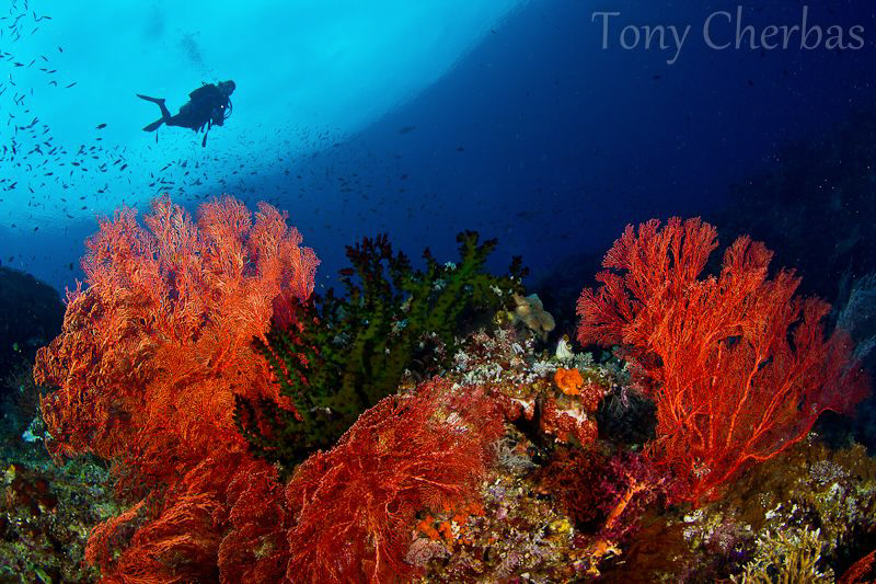 Nudi Rock, Misool by Tony Cherbas 